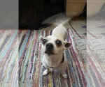 Small #1 Chihuahua Mix