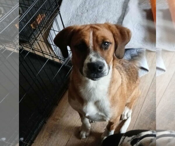 Medium Photo #5 Boxer-Unknown Mix Puppy For Sale in Burnsville, MN, USA