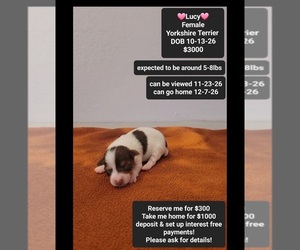 Yorkshire Terrier Puppy for sale in TUCSON, AZ, USA