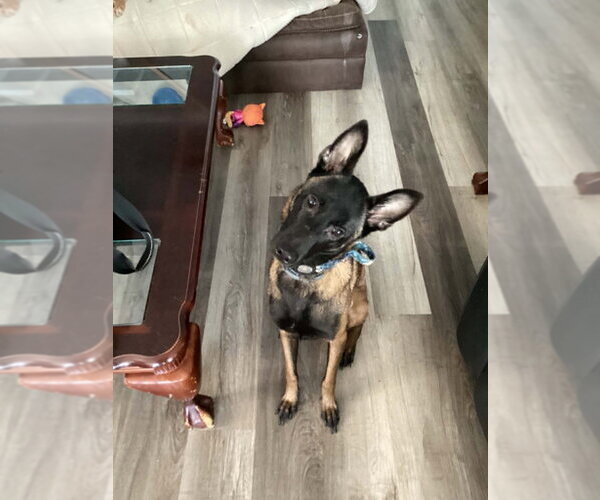 Medium Photo #4 Mutt Puppy For Sale in Imlay City, MI, USA