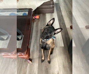 Anthea - Located in New York - Female Mutt Dog for Adoption - Photo #4
