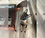 Small #3 Mutt