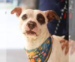 Small American Staffordshire Terrier Mix