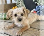 Small #1 Morkie