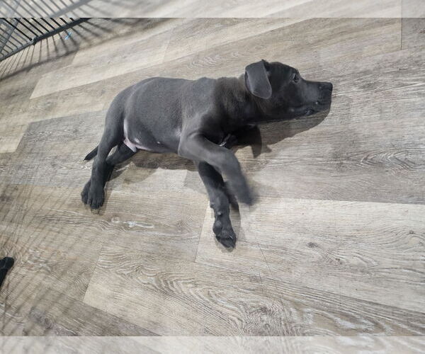 Medium Photo #1 American Pit Bull Terrier-Labrador Retriever Mix Puppy For Sale in Marine City, MI, USA