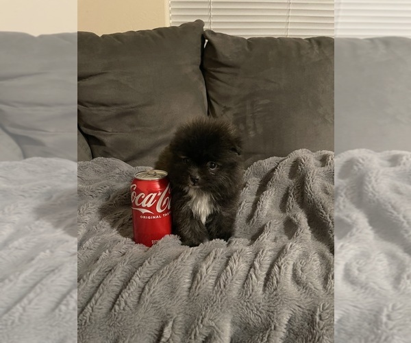 Medium Photo #4 Pomeranian Puppy For Sale in BAKERSFIELD, CA, USA
