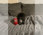 Small #3 Pomeranian