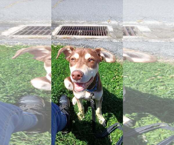Medium Photo #3 Australian Kelpie-Siberian Husky Mix Puppy For Sale in Pottstown, PA, USA