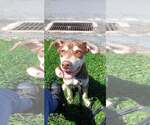 Small #2 Australian Kelpie-Siberian Husky Mix