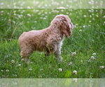 Small #19 Cocker Spaniel