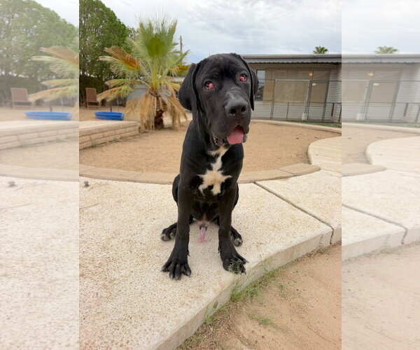 Medium Photo #2 Mutt Puppy For Sale in Goodyear, AZ, USA