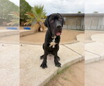 Small Photo #2 Mutt Puppy For Sale in Goodyear, AZ, USA