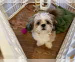 Small Photo #1 Shih Tzu Puppy For Sale in LEXINGTON, NC, USA