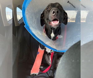 Labrador Retriever-Unknown Mix Dogs for adoption in San Diego, CA, USA