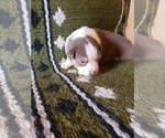 Small Photo #1 Australian Shepherd Puppy For Sale in BAILEYTON, AL, USA