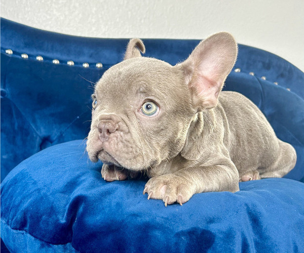 Medium Photo #1 French Bulldog Puppy For Sale in TALLAHASSEE, FL, USA