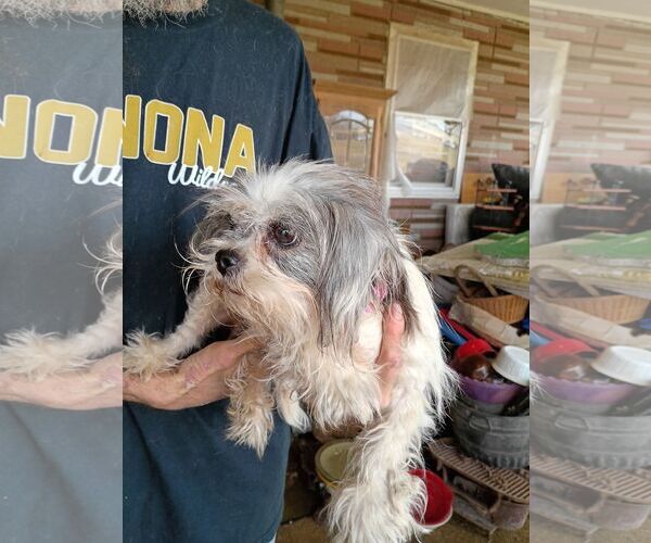 Medium Photo #3 Shih Tzu-Unknown Mix Puppy For Sale in Royal Palm Beach, FL, USA