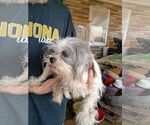 Small #2 Shih Tzu Mix