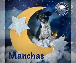 Manchas - Male Rat Terrier-Unknown Mix Dog for Adoption - Photo #11