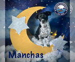 Small #10 Rat Terrier Mix