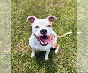 American Pit Bull Terrier-Unknown Mix Dogs for adoption in Bryant, AR, USA
