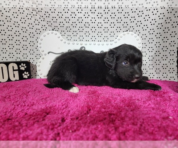 Medium Photo #10 Golden Mountain Dog Puppy For Sale in BLACK FOREST, CO, USA