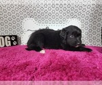 Small #9 Golden Mountain Dog
