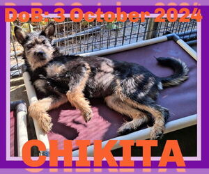 Schnauzer (Giant)-Unknown Mix Dogs for adoption in Sebec, ME, USA