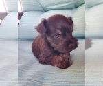Small Photo #2 Schnauzer (Miniature) Puppy For Sale in TRINITY, NC, USA