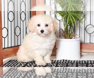 Poodle (Toy) Puppy for sale in NAPLES, FL, USA