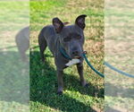 Small #1 American Pit Bull Terrier Mix