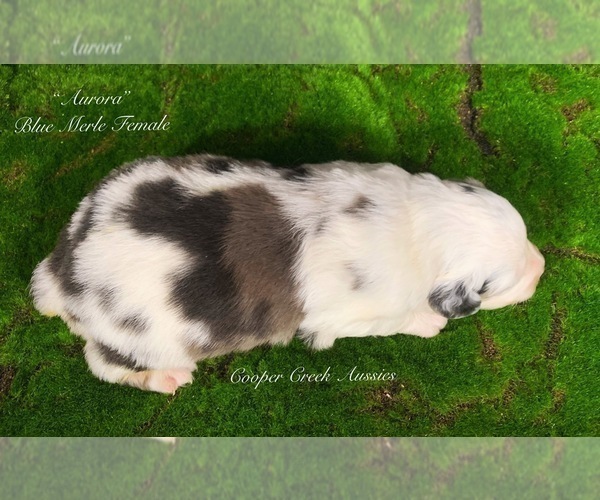 Medium Photo #4 Miniature Australian Shepherd Puppy For Sale in SMITHVILLE, AR, USA