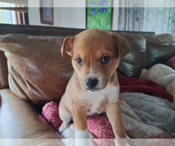 Medium Photo #1 Chihuahua-Unknown Mix Puppy For Sale in Grafton, WI, USA
