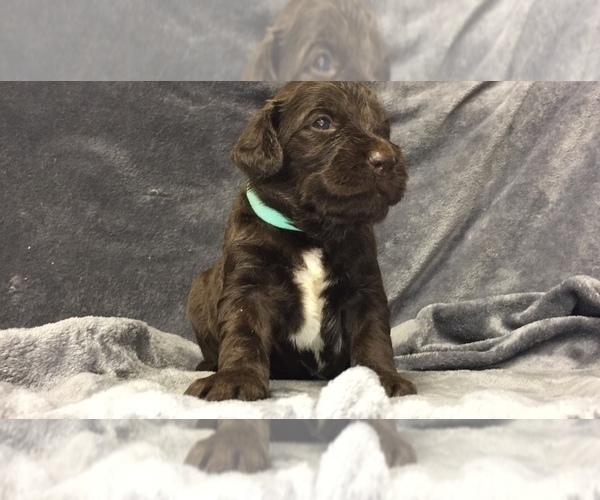 Medium Photo #12 English Setterdoodle Puppy For Sale in CHETEK, WI, USA
