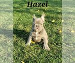 Small Photo #8 French Bulldog Puppy For Sale in AFTON, WY, USA