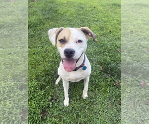 American Staffordshire Terrier-Boxer Mix Dogs for adoption in Arlington, VA, USA