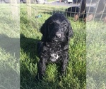 Small Photo #4 Labloodhound-Labradoodle Mix Puppy For Sale in MEINERS OAKS, CA, USA