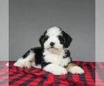 Small Photo #4 Miniature Bernedoodle Puppy For Sale in DALTON, OH, USA