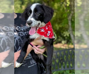 Australian Shepherd-Unknown Mix Dogs for adoption in Warrenton, VA, USA