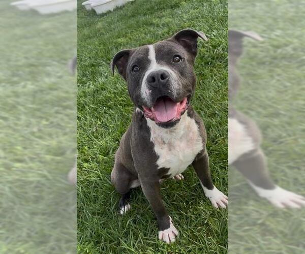 Medium Photo #2 American Staffordshire Terrier-Unknown Mix Puppy For Sale in Rosenberg, TX, USA