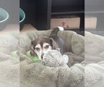 Small #1 Beagle