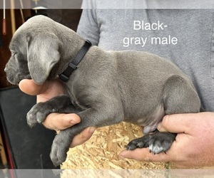 Medium Cane Corso