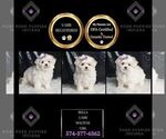 Puppy Bella UABR Maltese