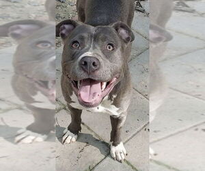 American Pit Bull Terrier-Unknown Mix Dogs for adoption in Wesley Chapel, SC, USA
