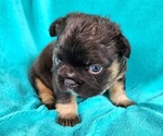 Small #2 French Bulldog