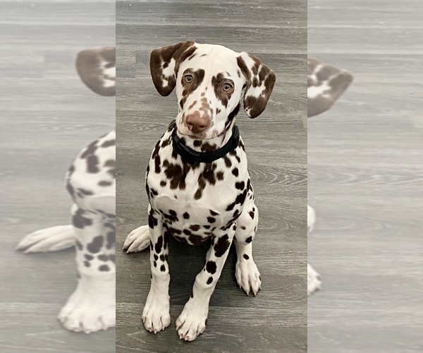 Medium Photo #1 Dalmatian Puppy For Sale in ALEDO, TX, USA