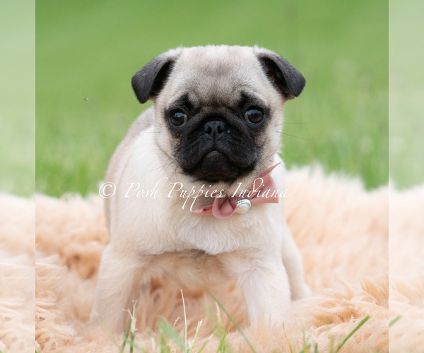 Medium Photo #11 Pug Puppy For Sale in WARSAW, IN, USA