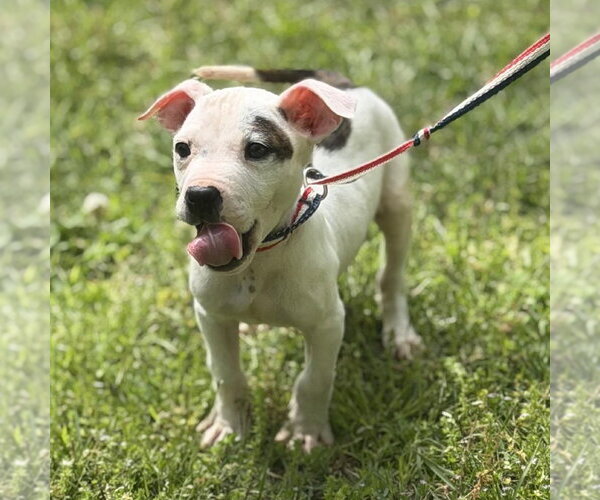 Medium Photo #1 Boxer Puppy For Sale in Yardley, PA, USA