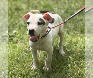 Boxer Dogs for adoption in Yardley, PA, USA