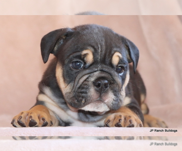 Medium Photo #8 Bulldog Puppy For Sale in WINNSBORO, TX, USA